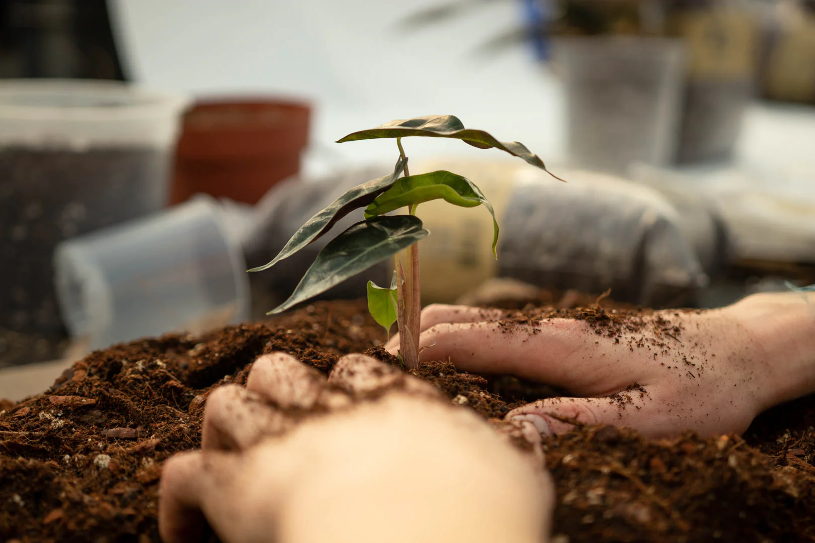 Nurture Your Home Wildly