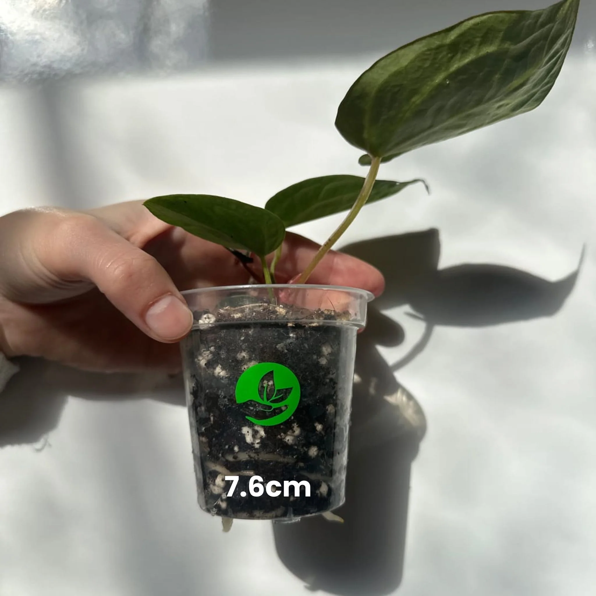Clear Orchid Plant Pots - Image 3