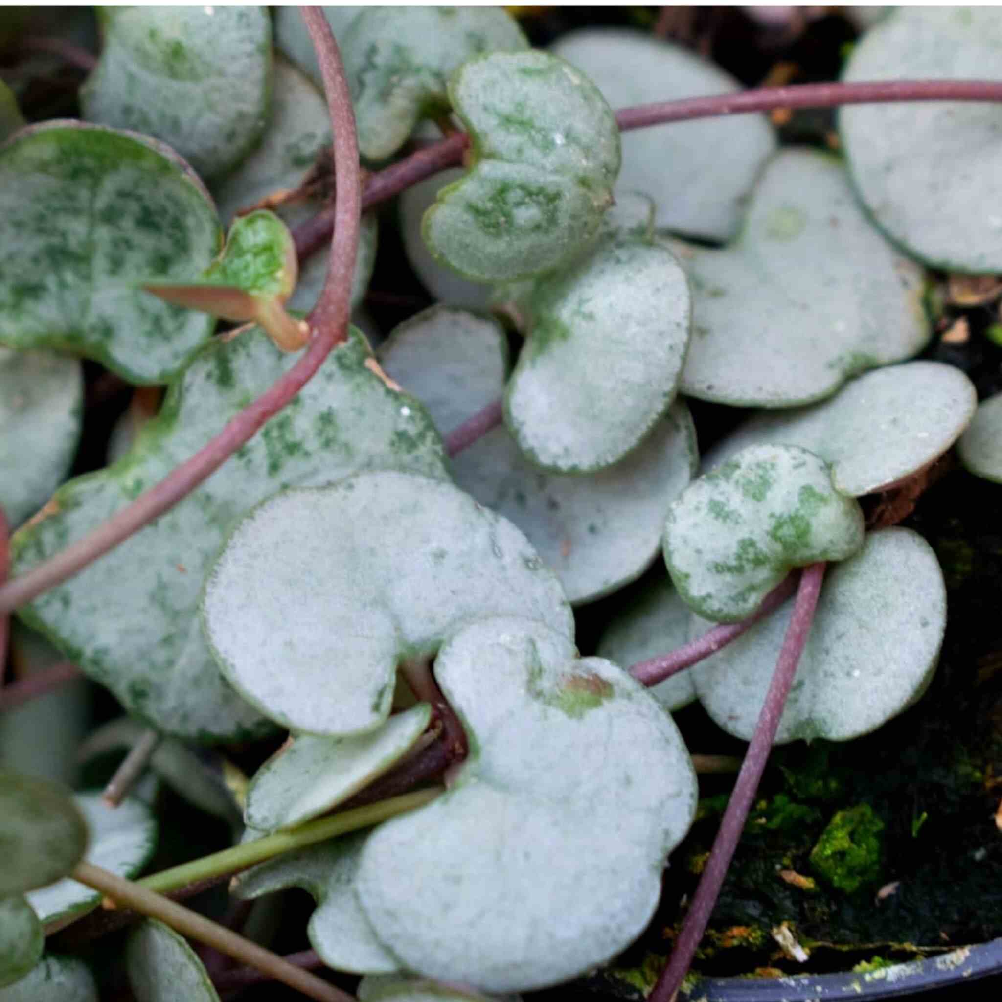 Cacti & Succulent Mix - Image 4