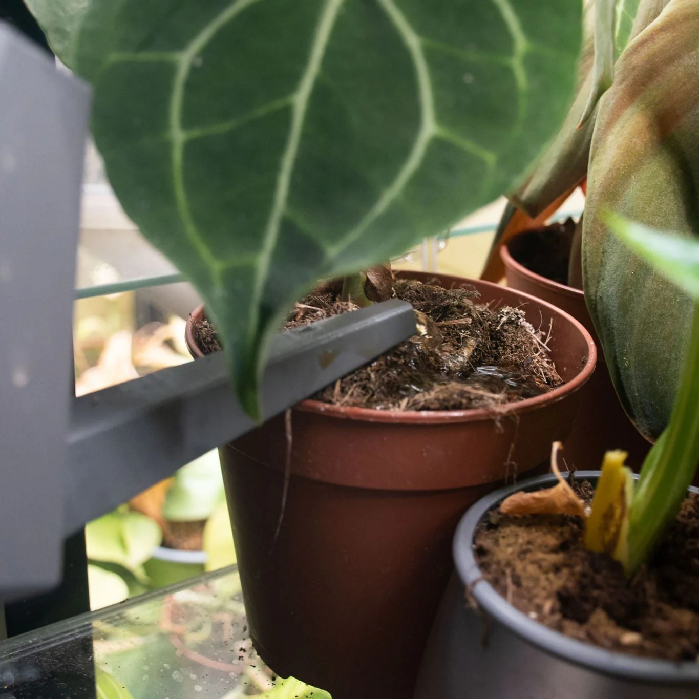 Cacti Liquid Plant Food - Image 3