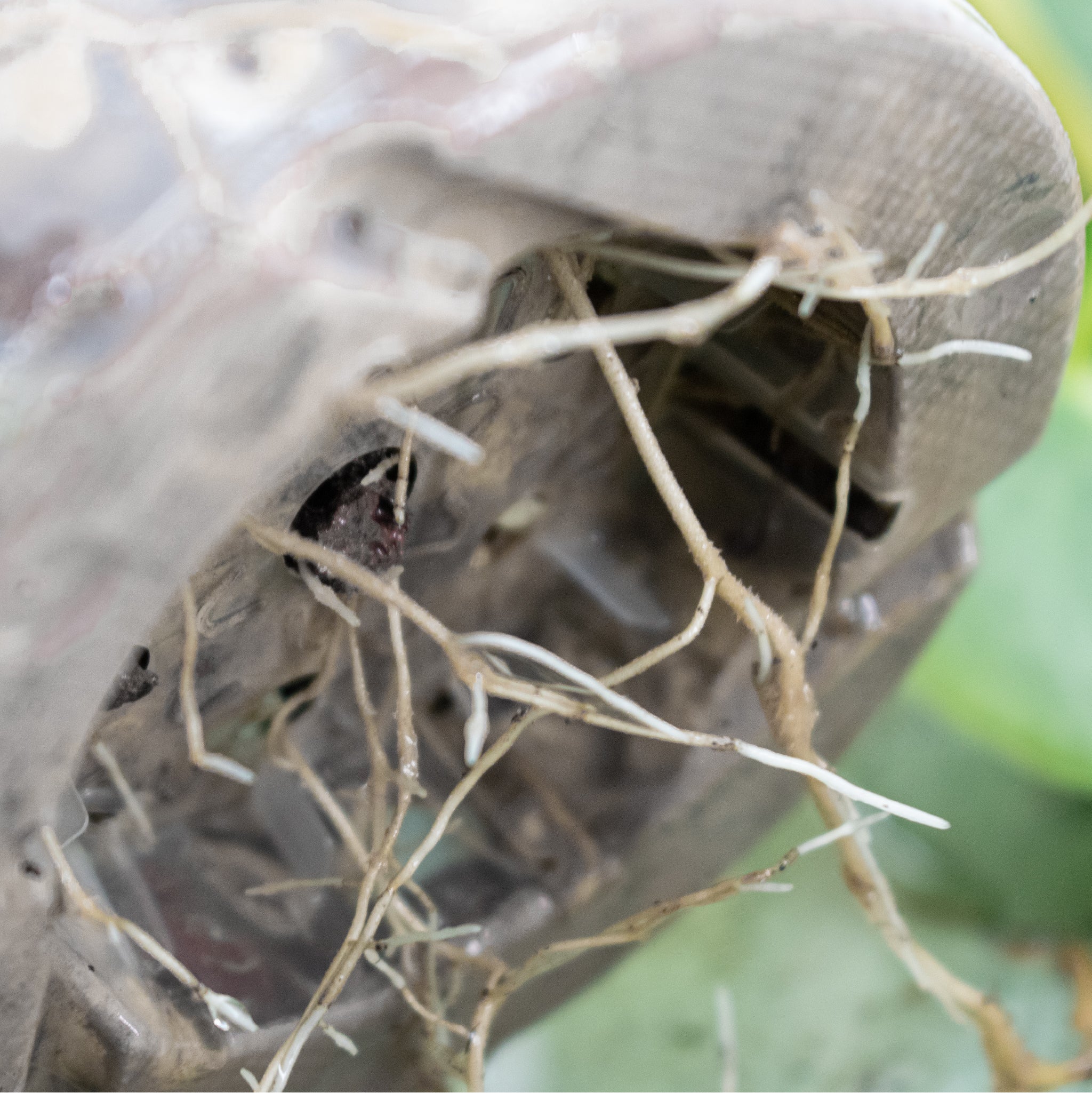 Fine Houseplant Mineral Mix - Image 3