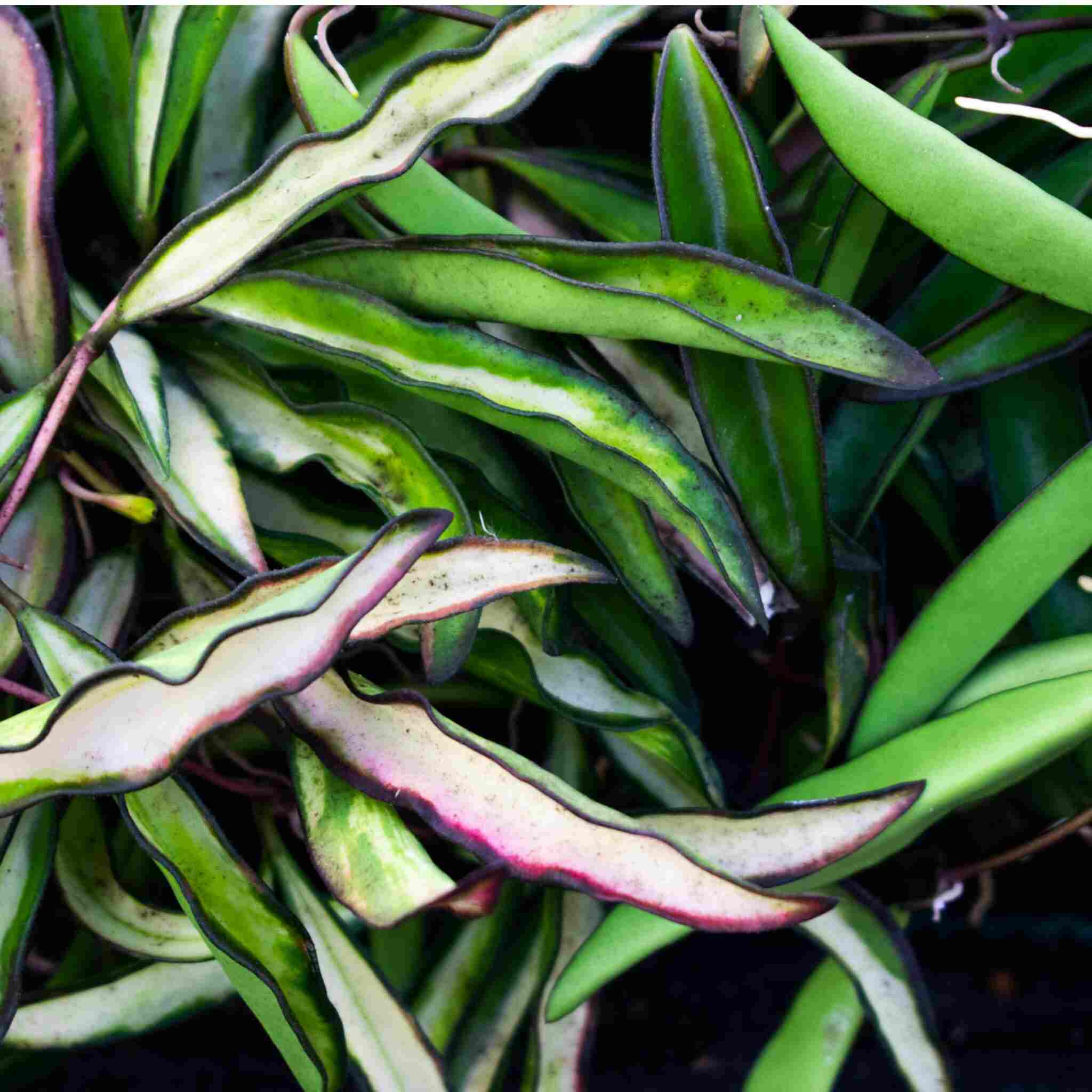 Hoya Mix - Image 3