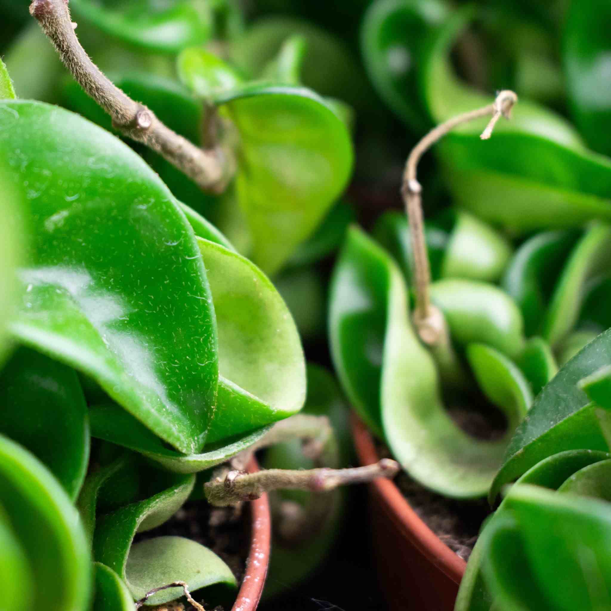 Hoya Mix - Image 4