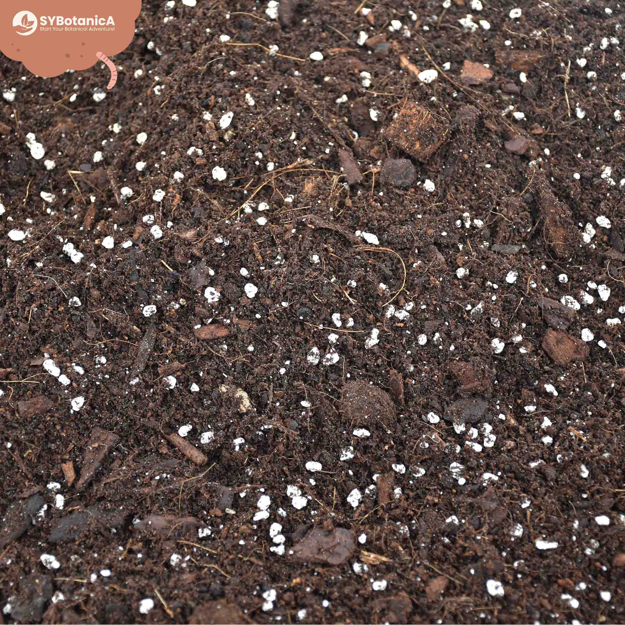 Hoya Mix - Image 5