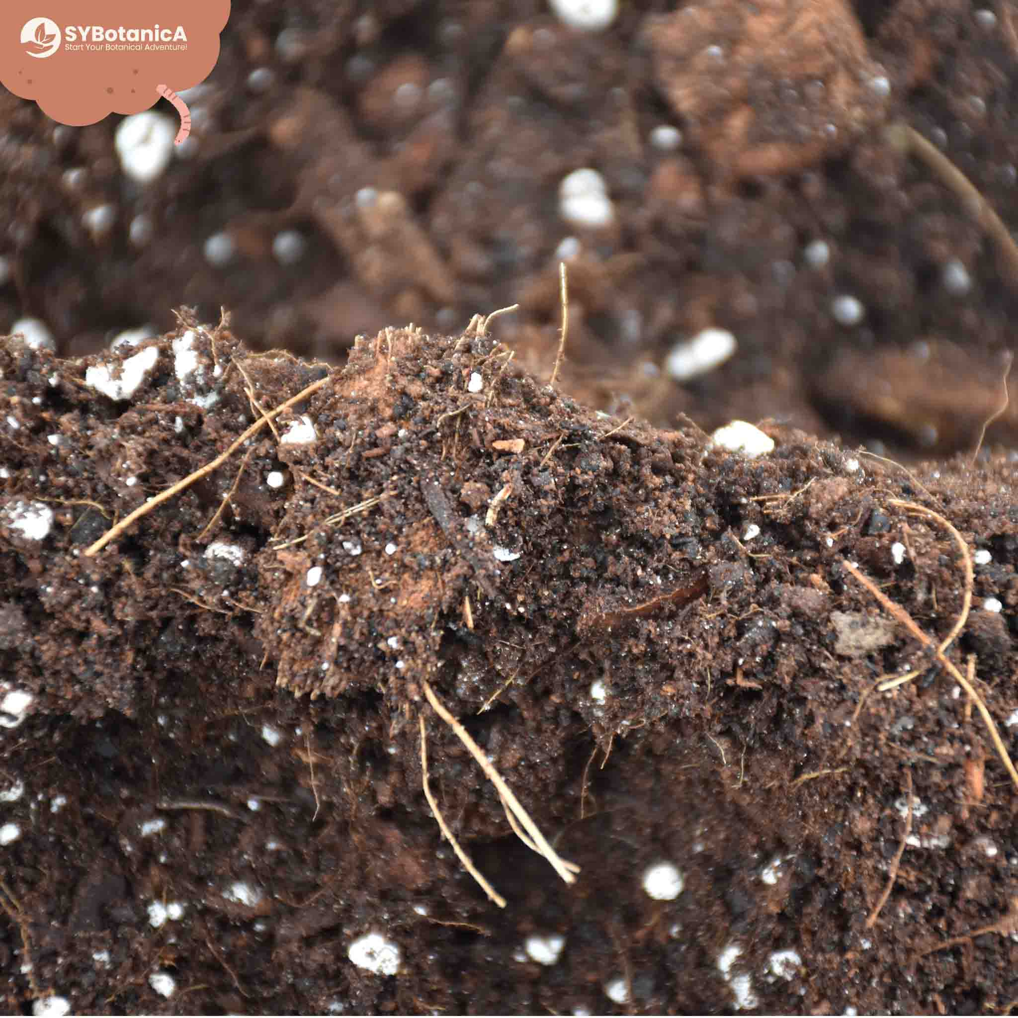 Hoya Mix - Image 6