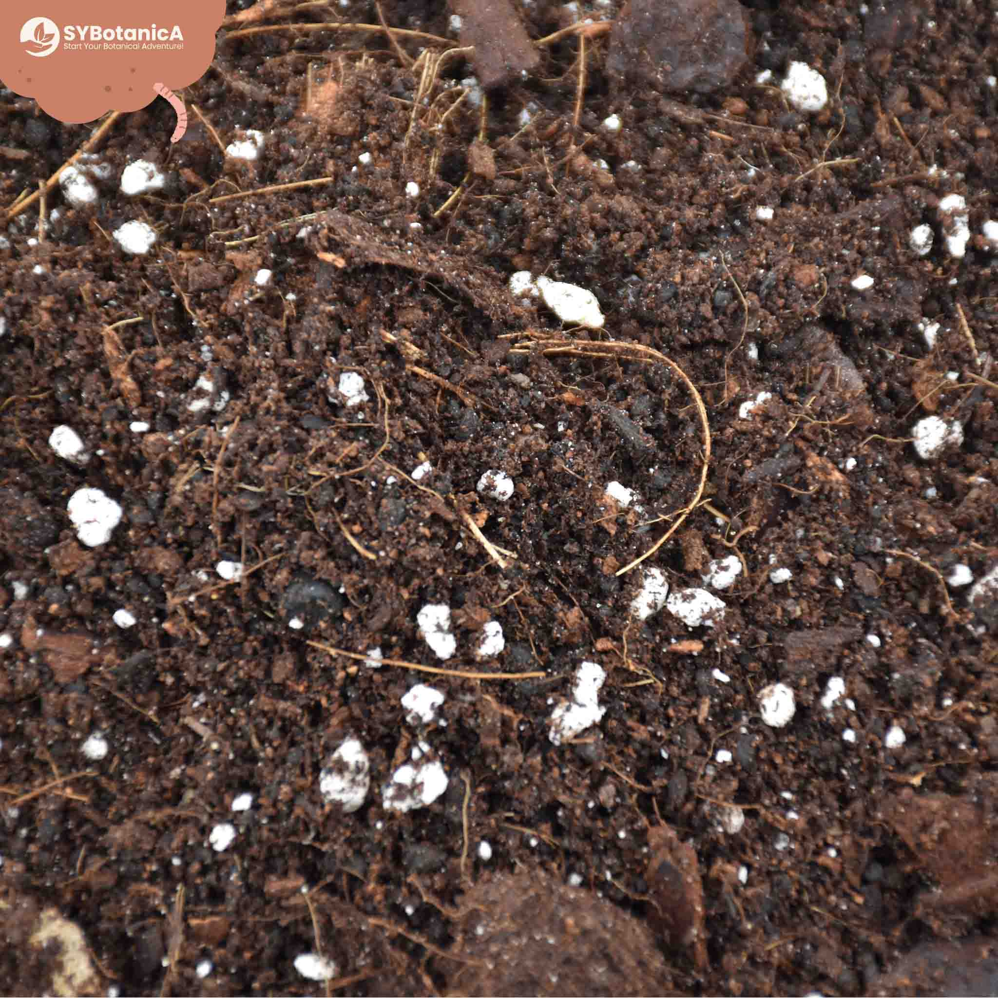 Hoya Mix - Image 7