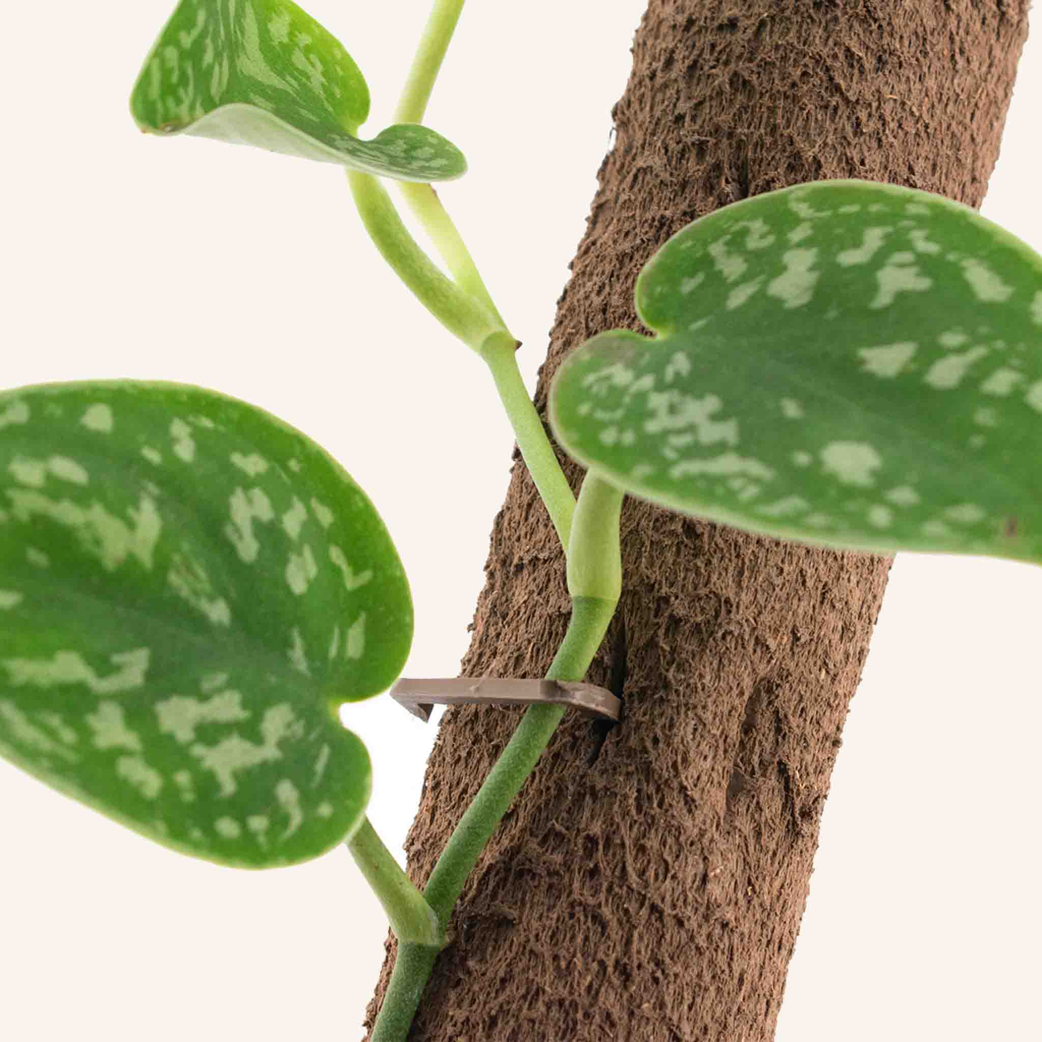 Biobased Climbing Pole - Image 3