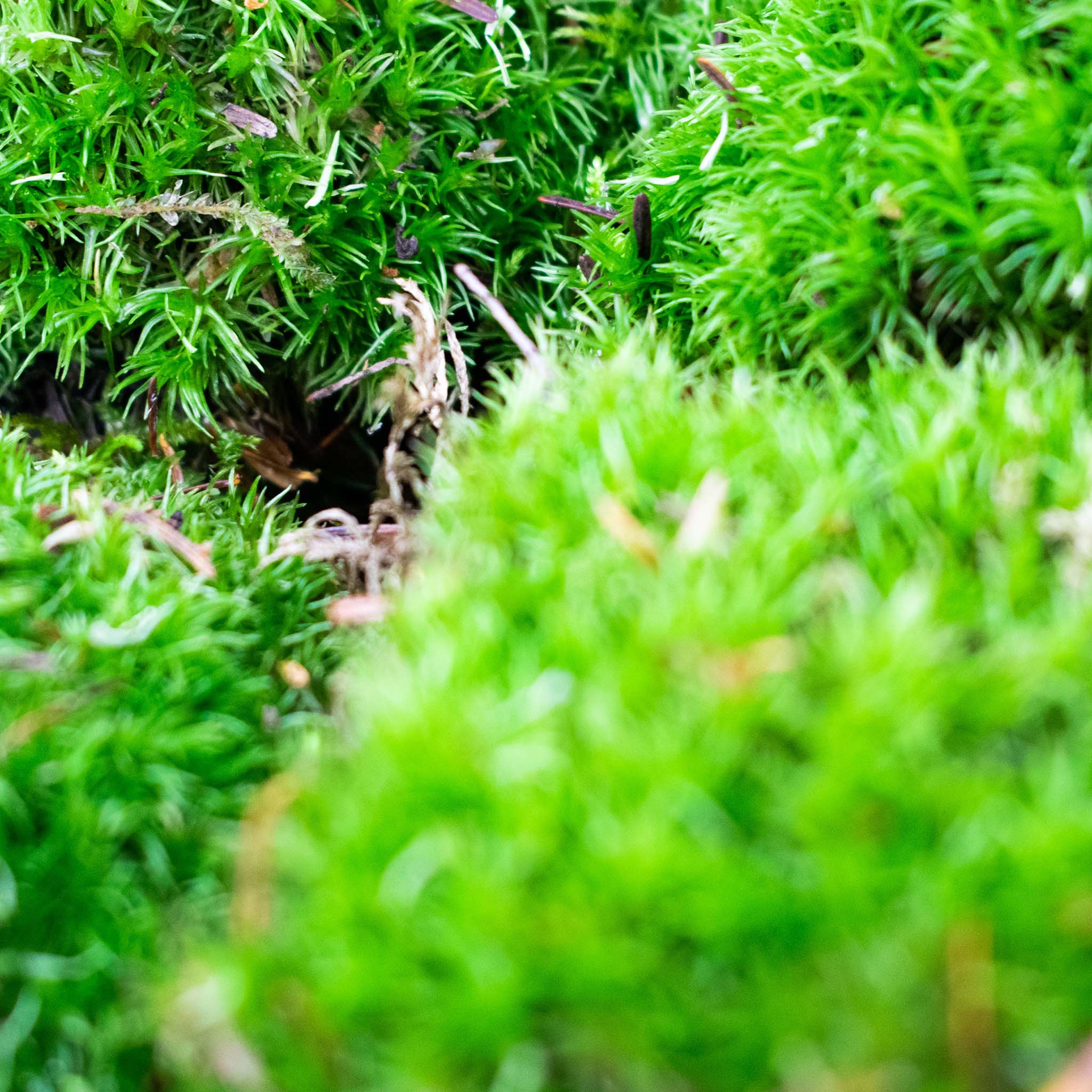Live Cushion Moss - Image 3