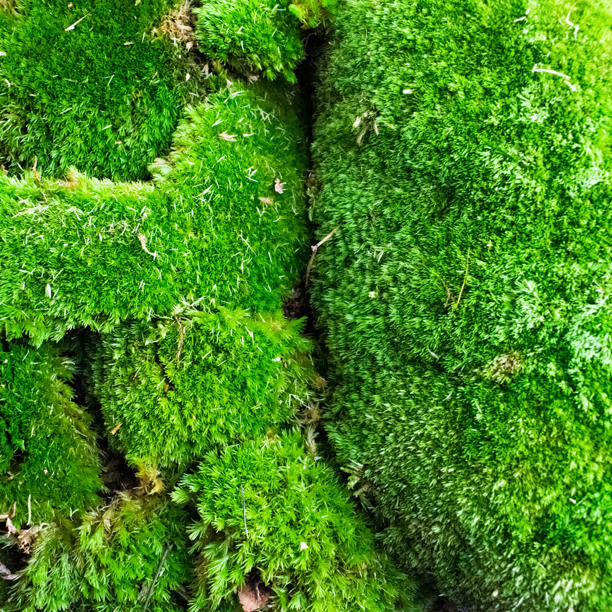 Live Cushion Moss - Image 4