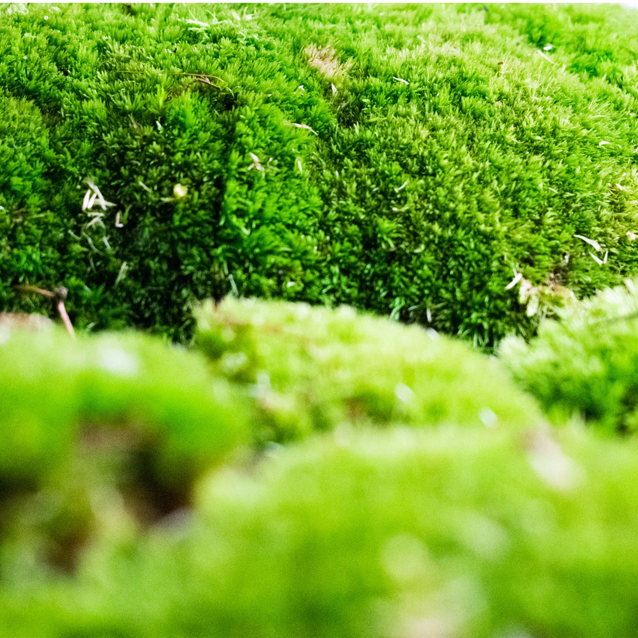 Live Cushion Moss - Image 5