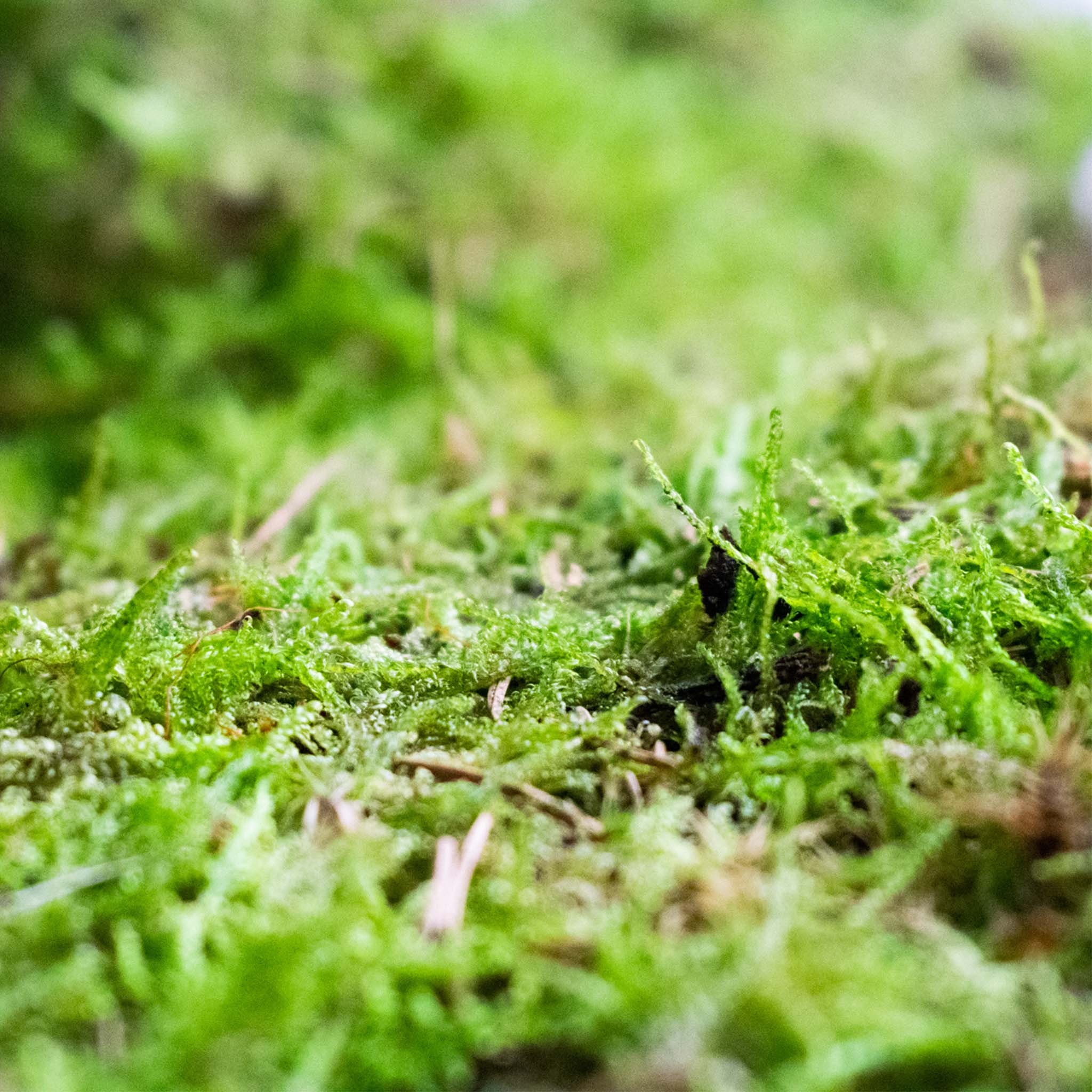 Live Sheet Moss - Image 3