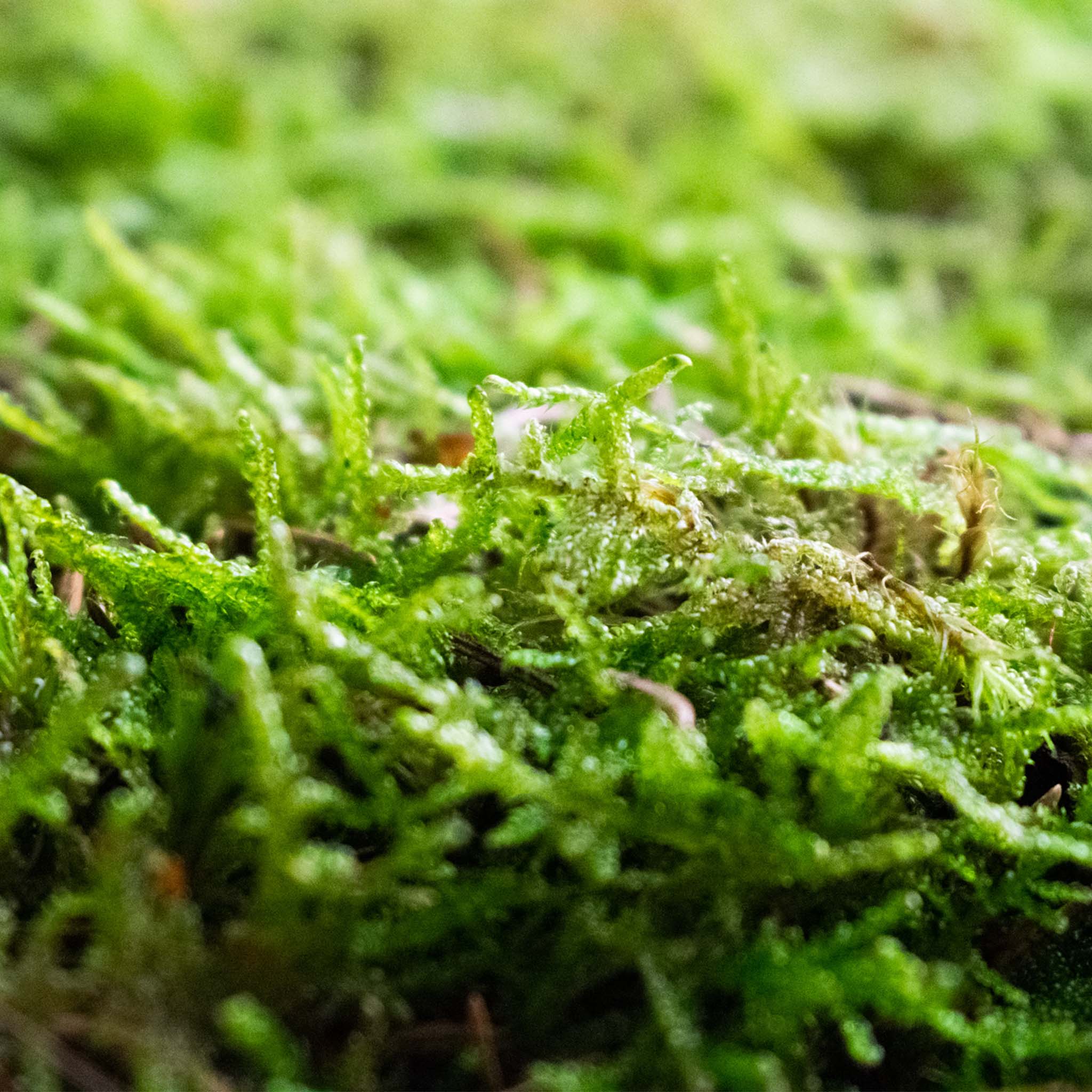 Live Sheet Moss - Image 4