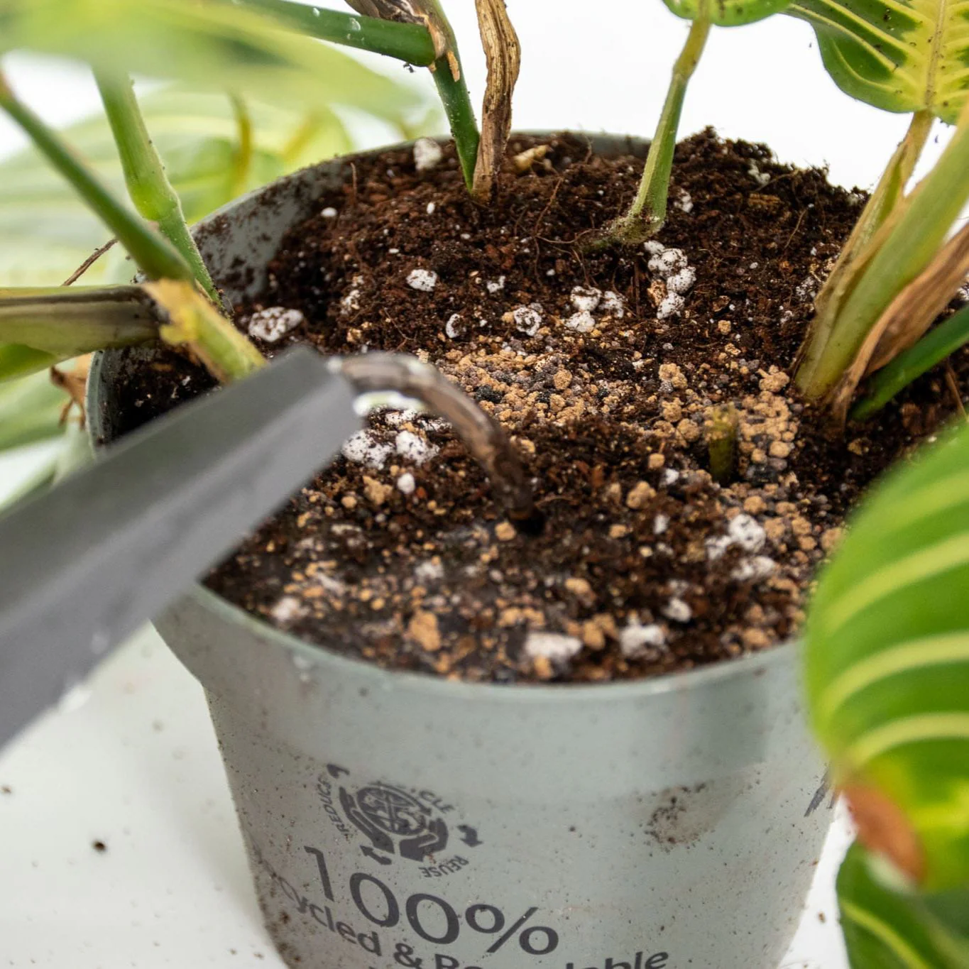 Orchid Slow-Release Plant Food - Image 3