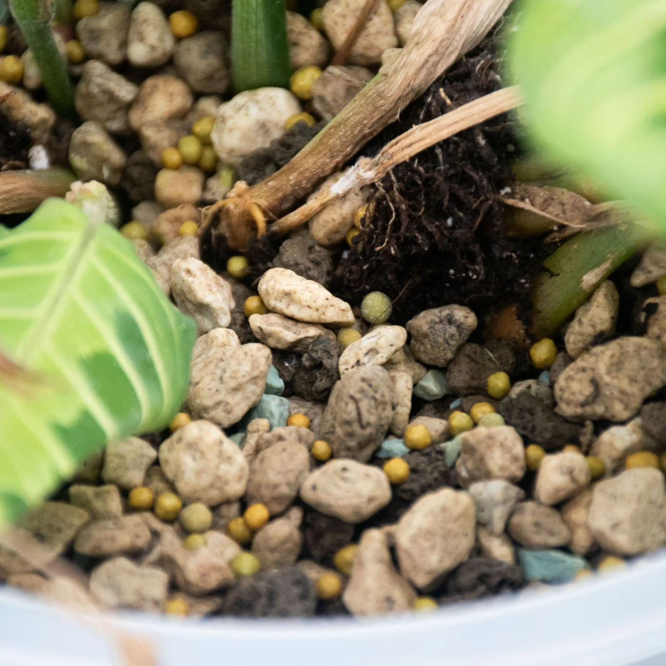 Orchid Slow-Release Plant Food - Image 3