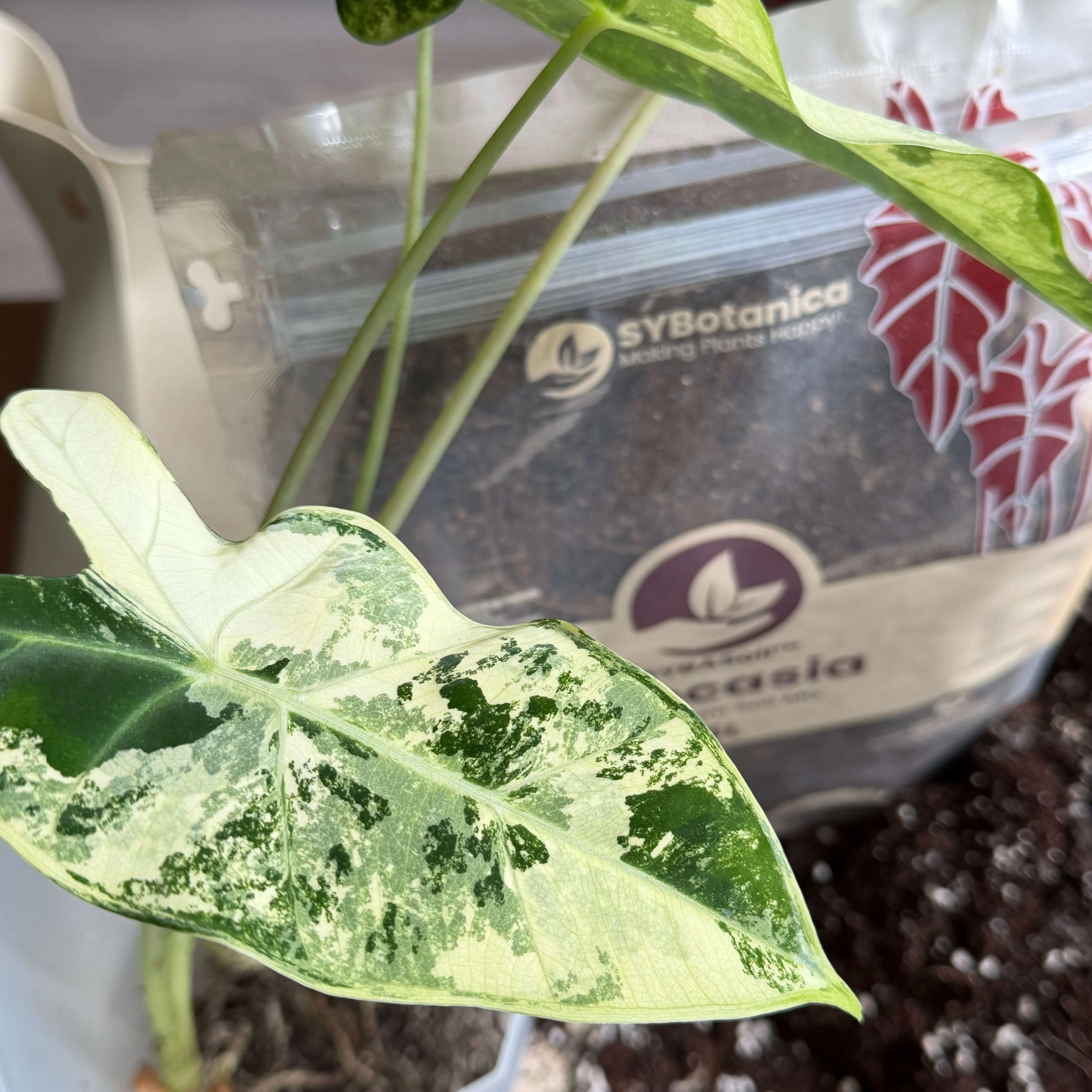 Alocasia Mix - Image 3