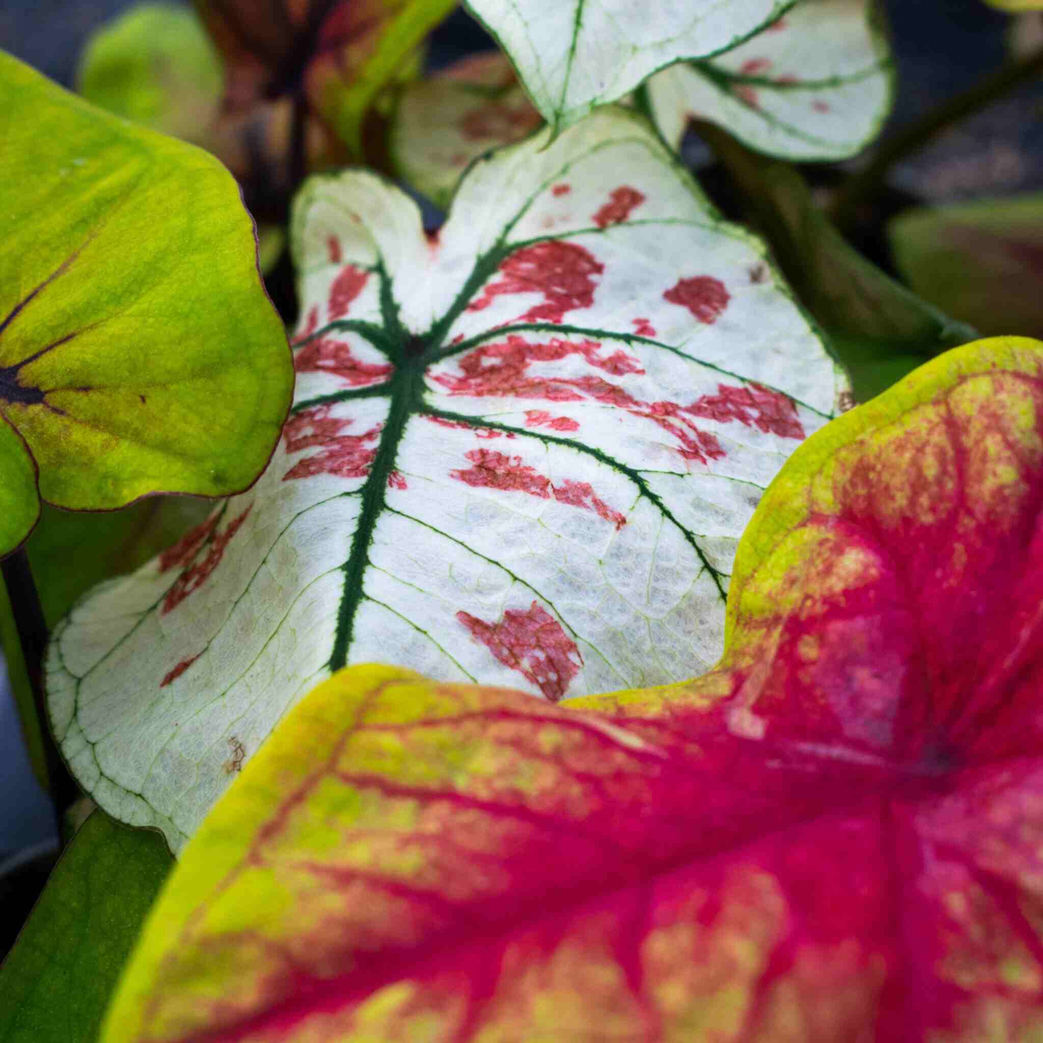 Alocasia Mix - Image 5