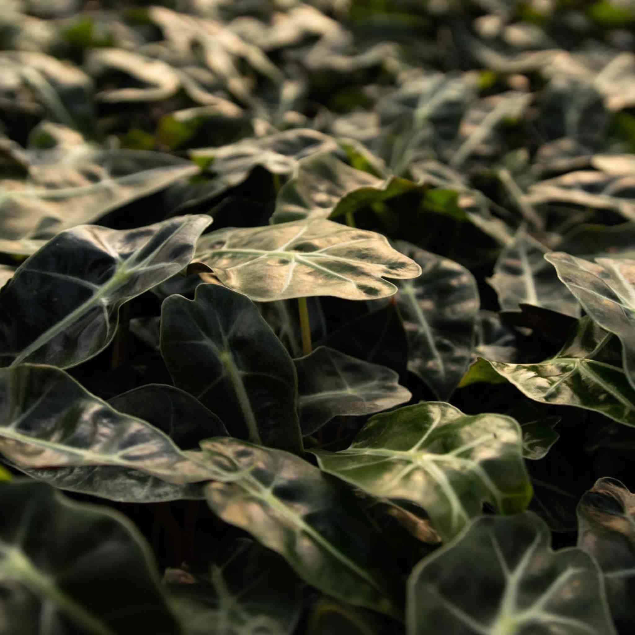 Alocasia Mix - Image 6