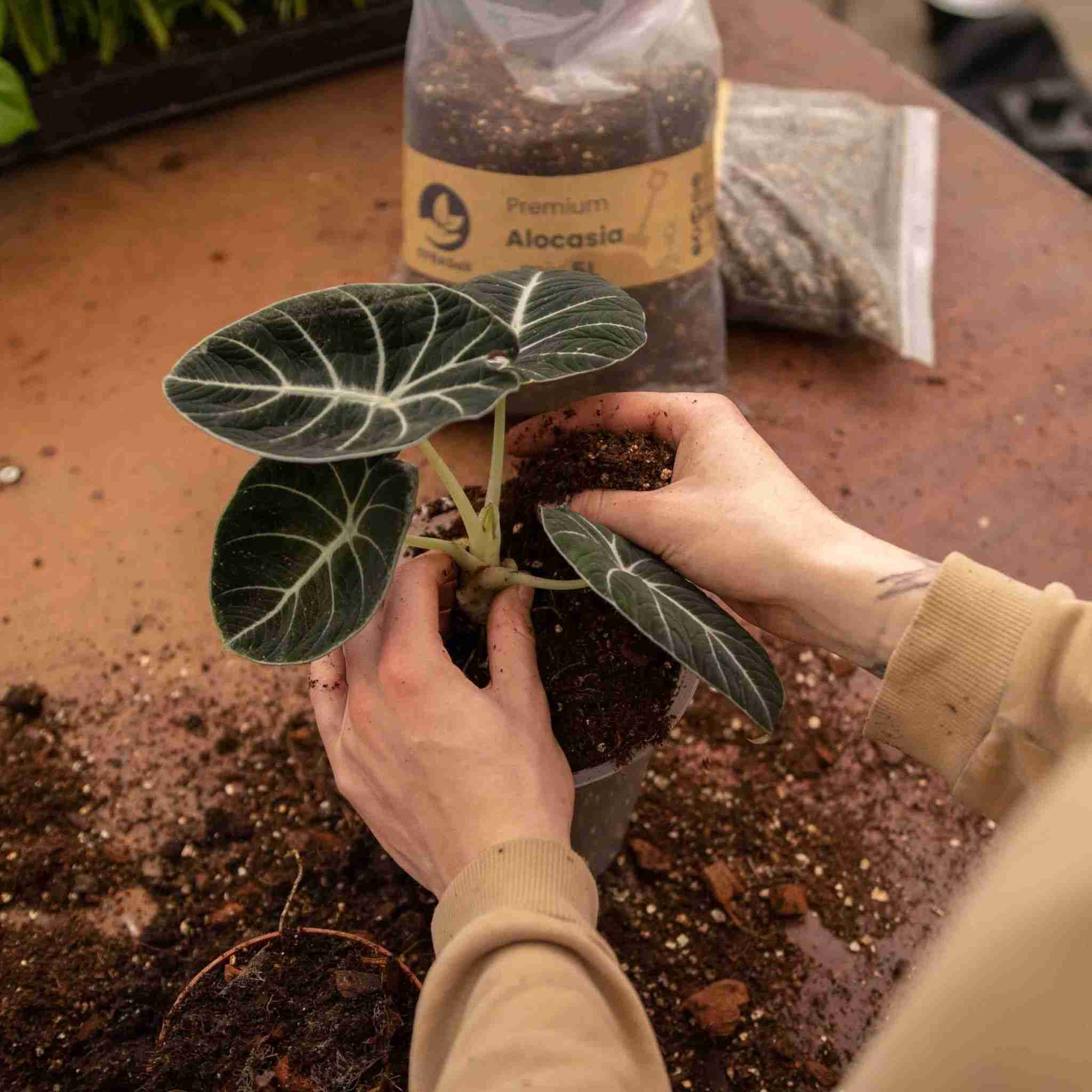 Alocasia Mix - Image 7