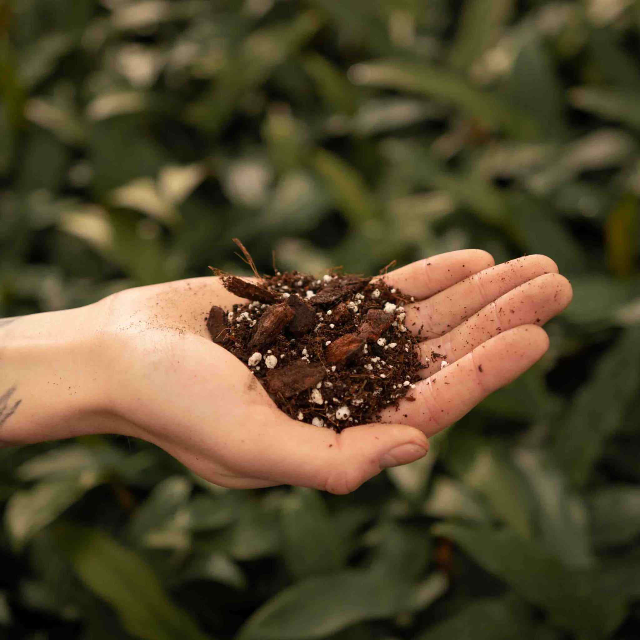 Anthurium Mix - Image 4