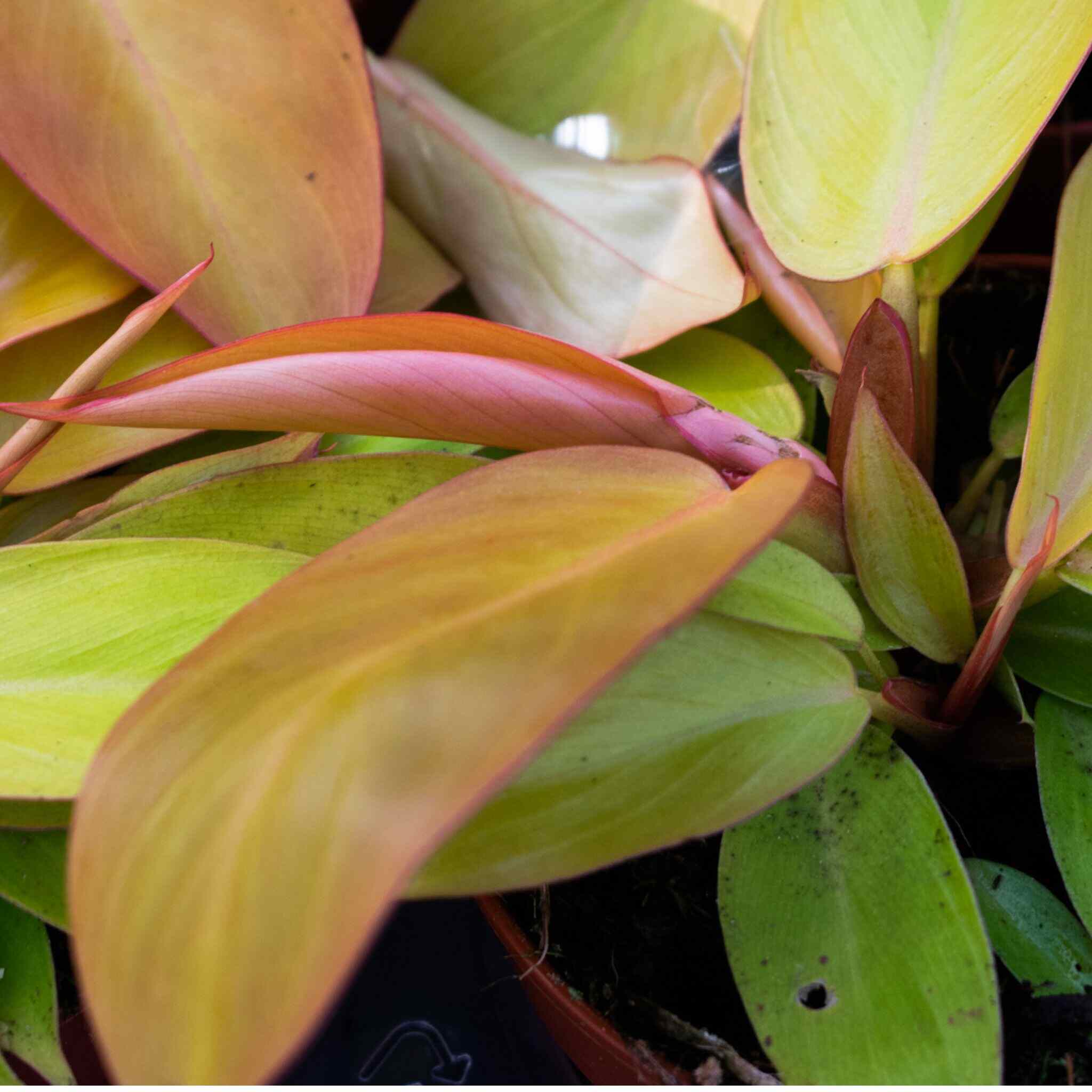 Aroid Mix (Monstera e.t.c.) - Image 3