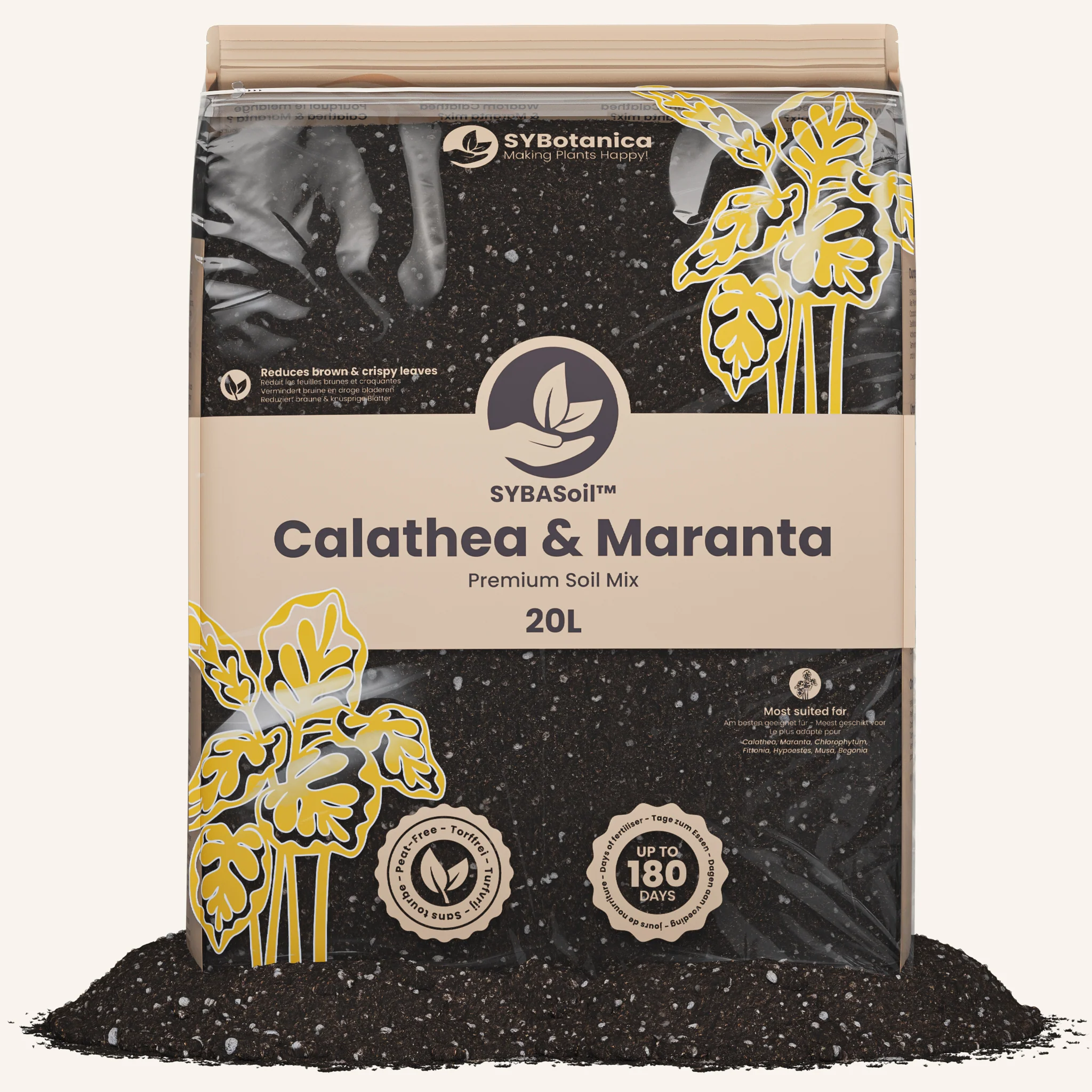 Calathea & Maranta Mix - Image 4