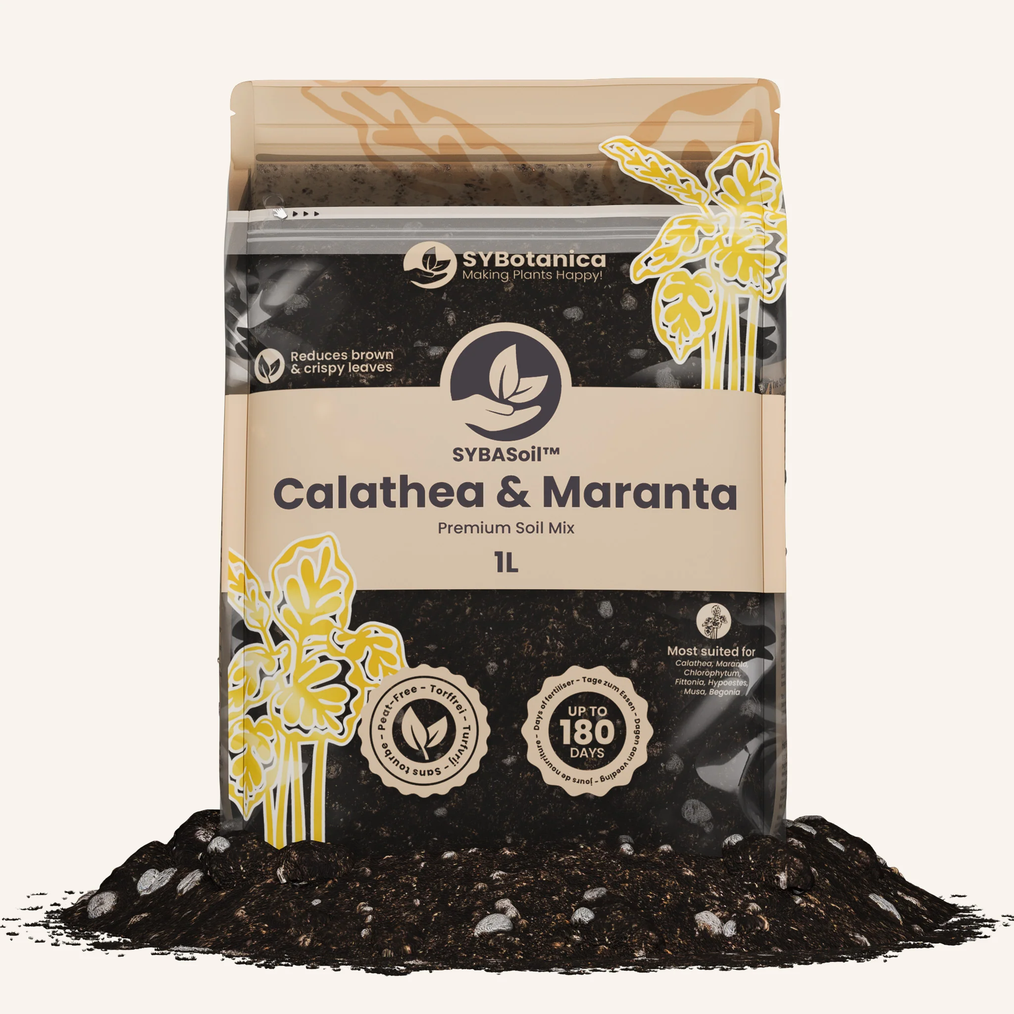 Calathea & Maranta Mix - Image 5