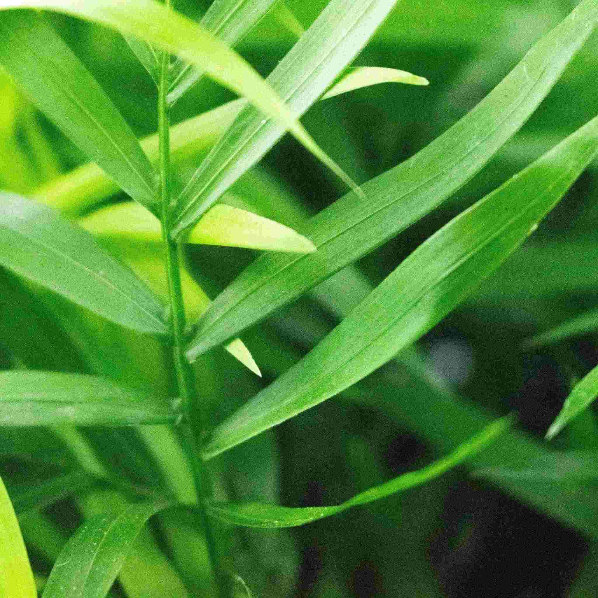 Fern Mix - Image 3