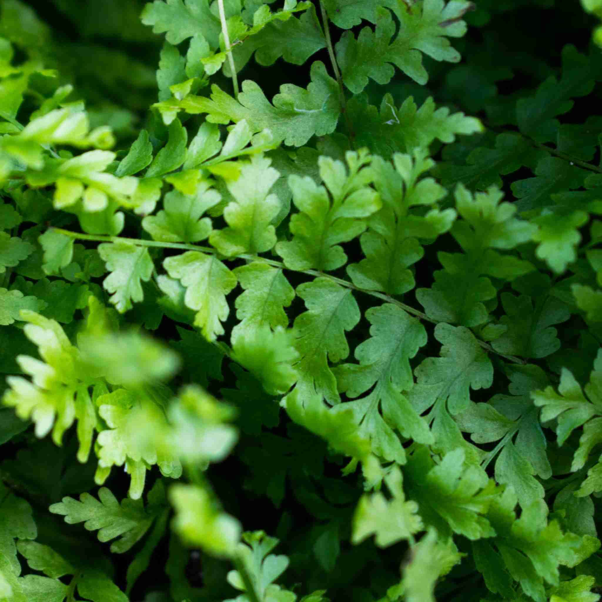 Fern Mix - Image 4
