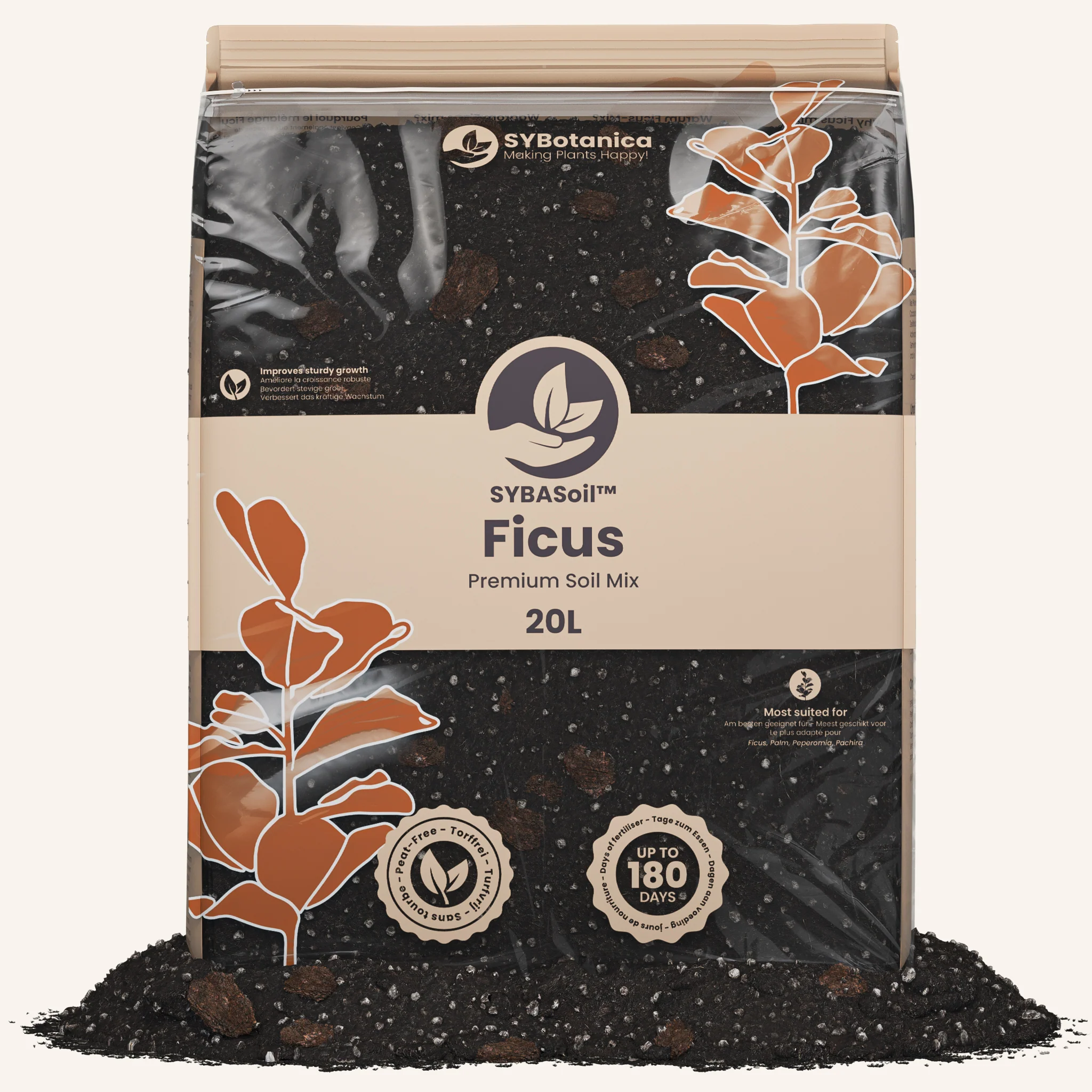 Ficus Mix - Image 3
