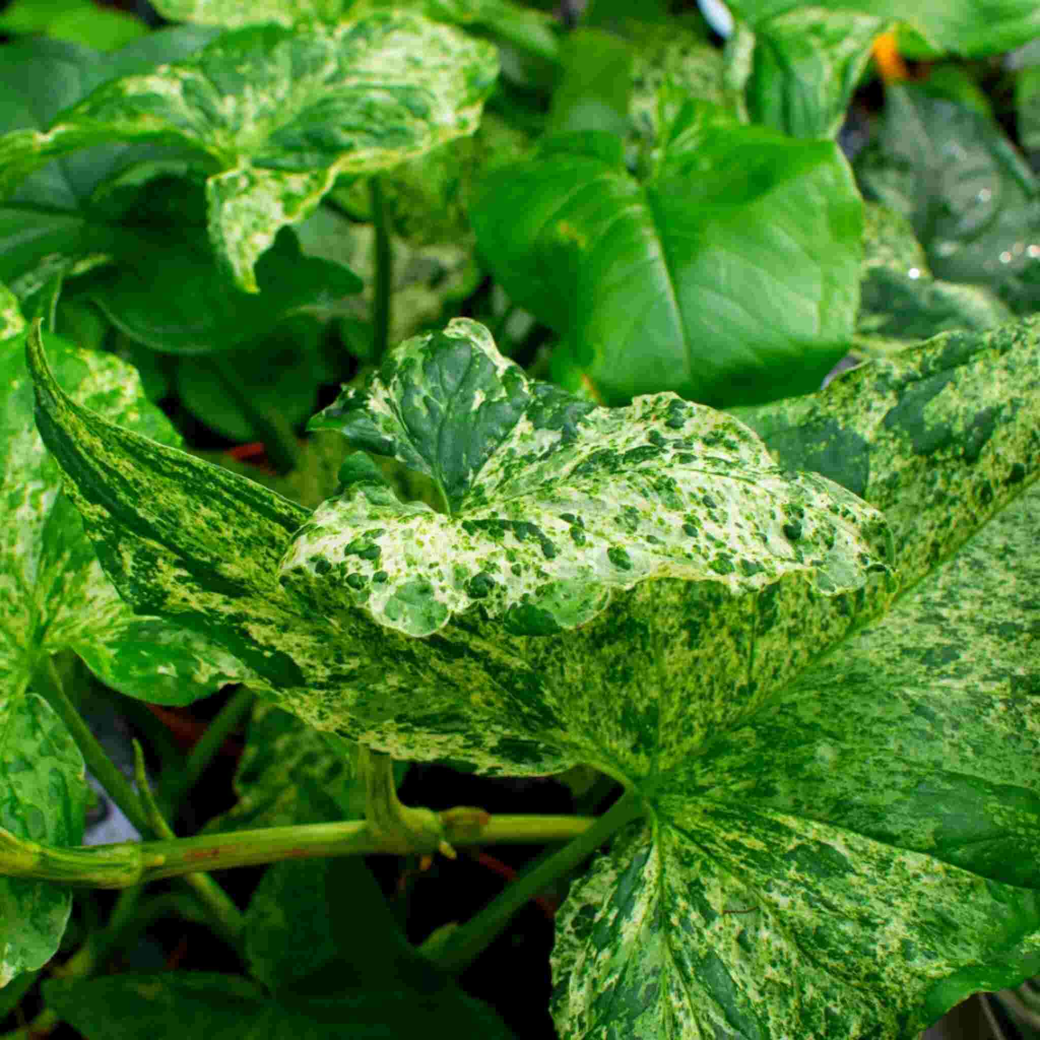 Syngonium Mix - Image 3