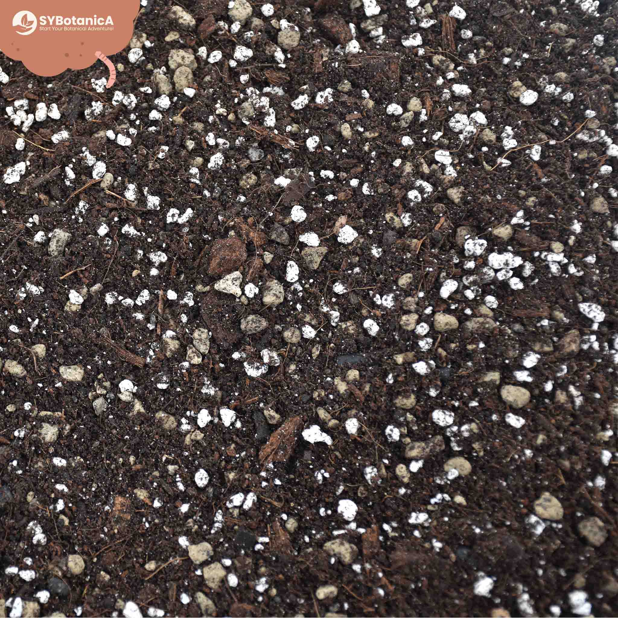 Syngonium Mix - Image 4