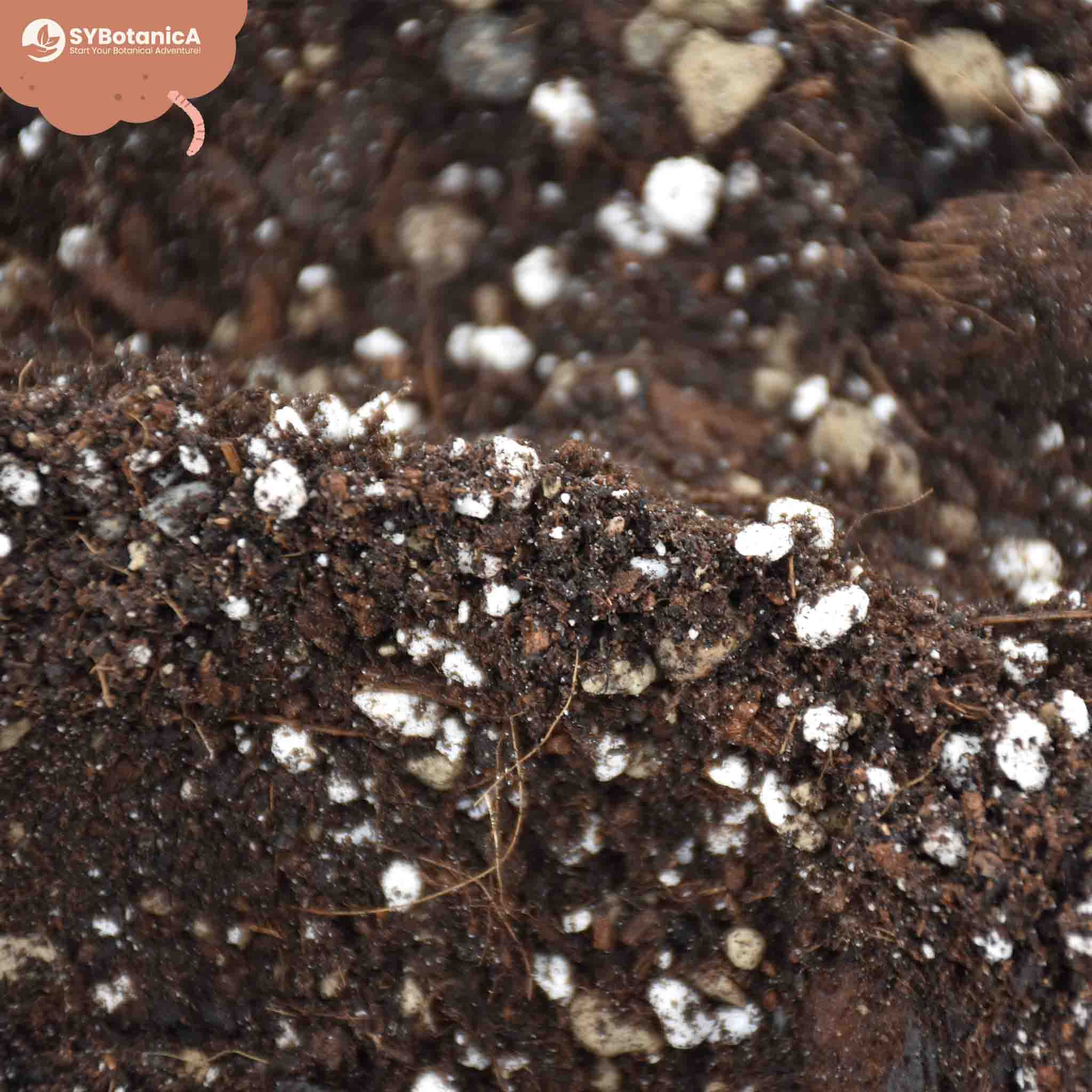 Syngonium Mix - Image 5