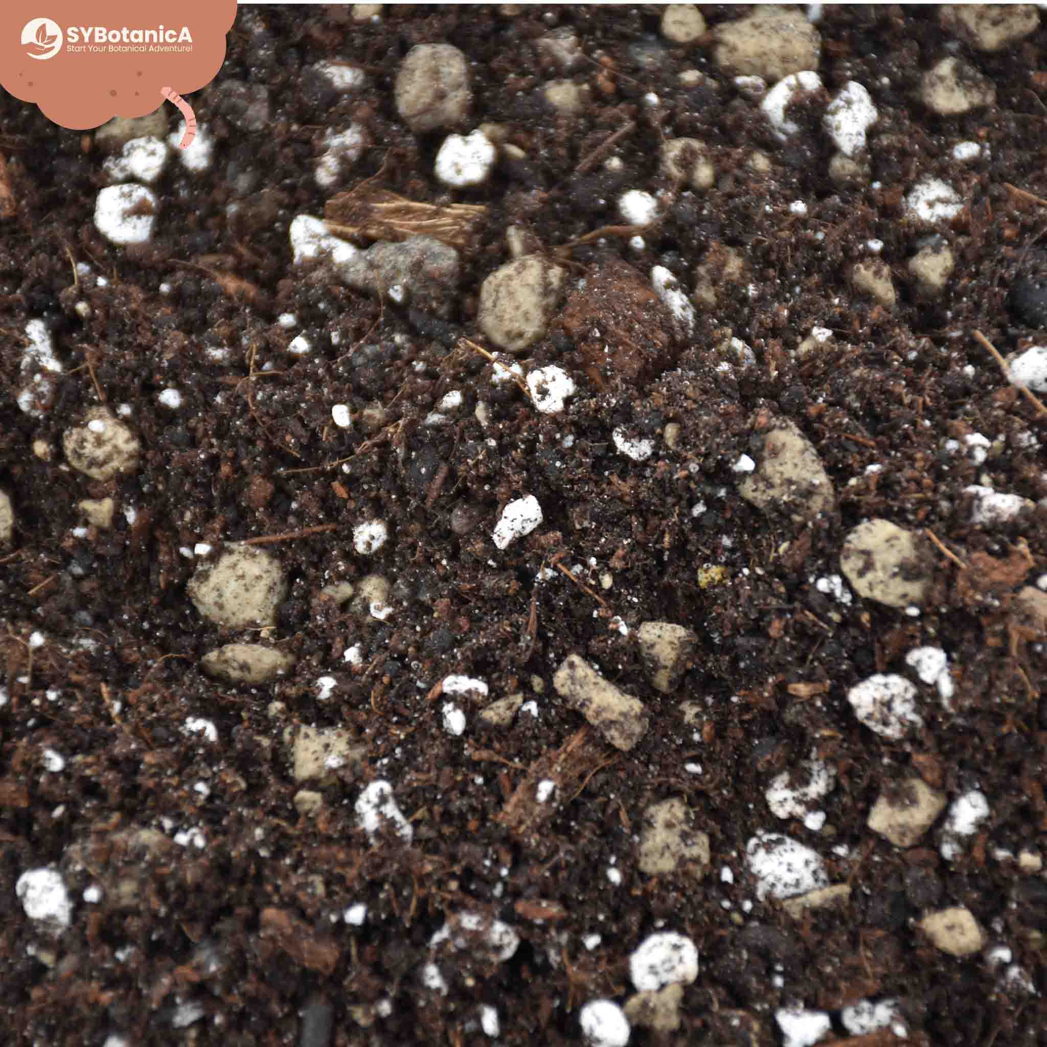 Syngonium Mix - Image 6