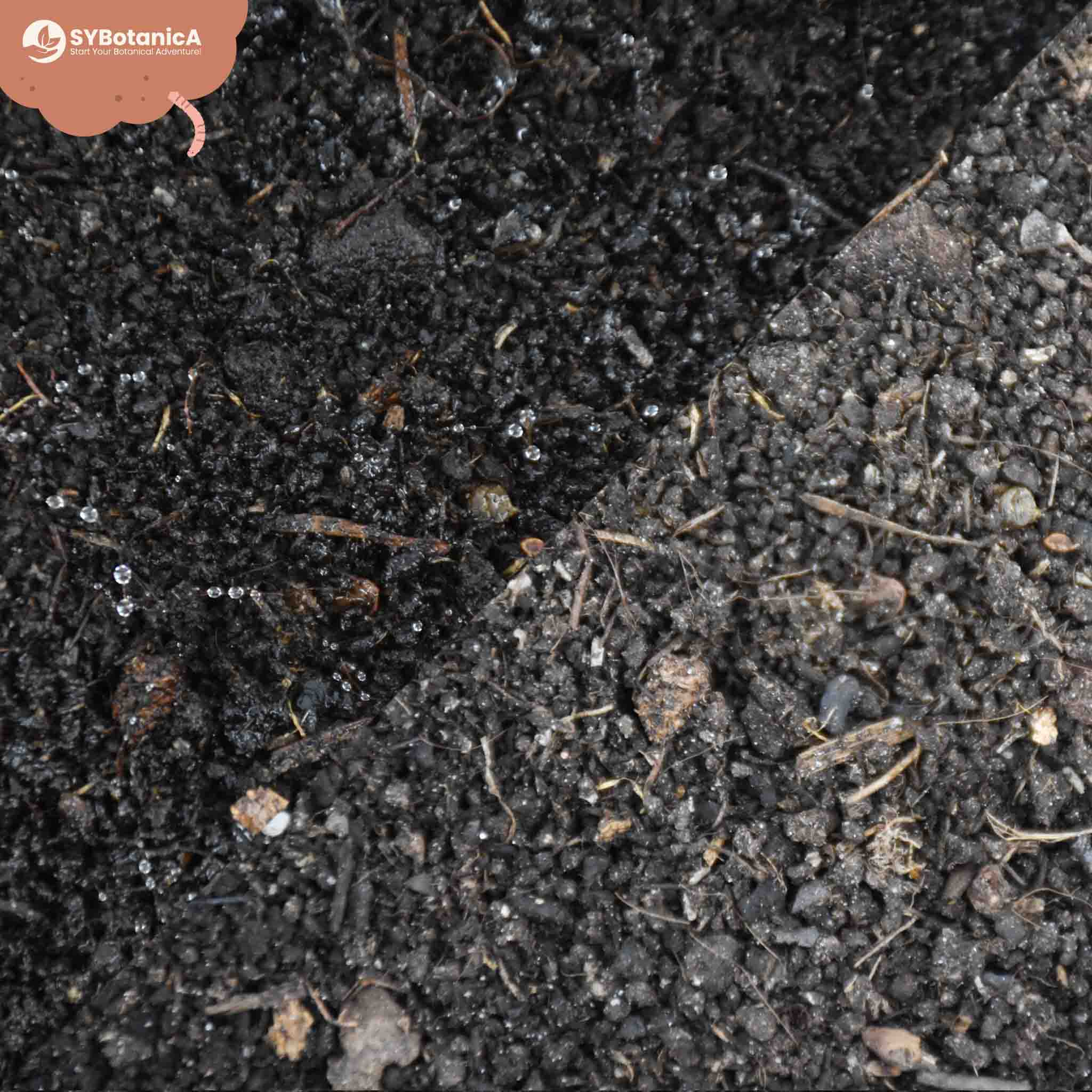 Worm Castings - Image 4