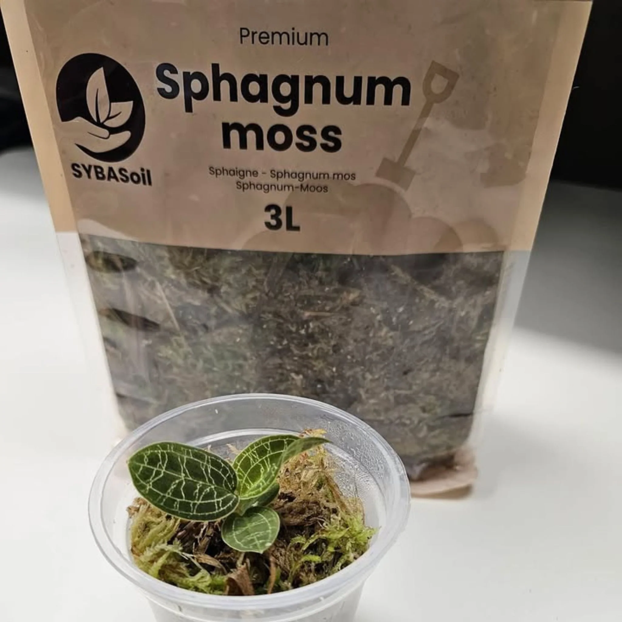 Sphagnum Moss - Image 4