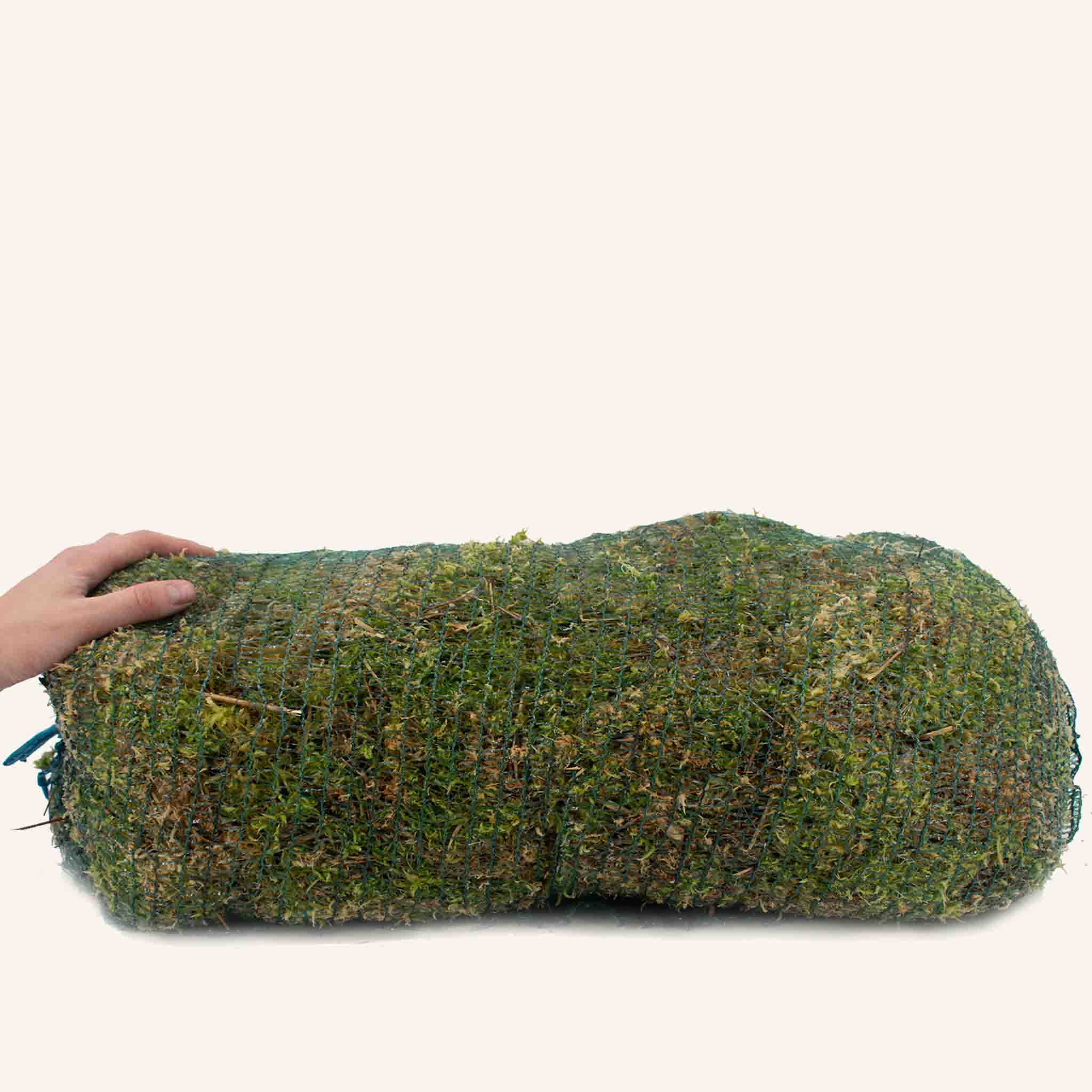 Sphagnum Moss - Image 5