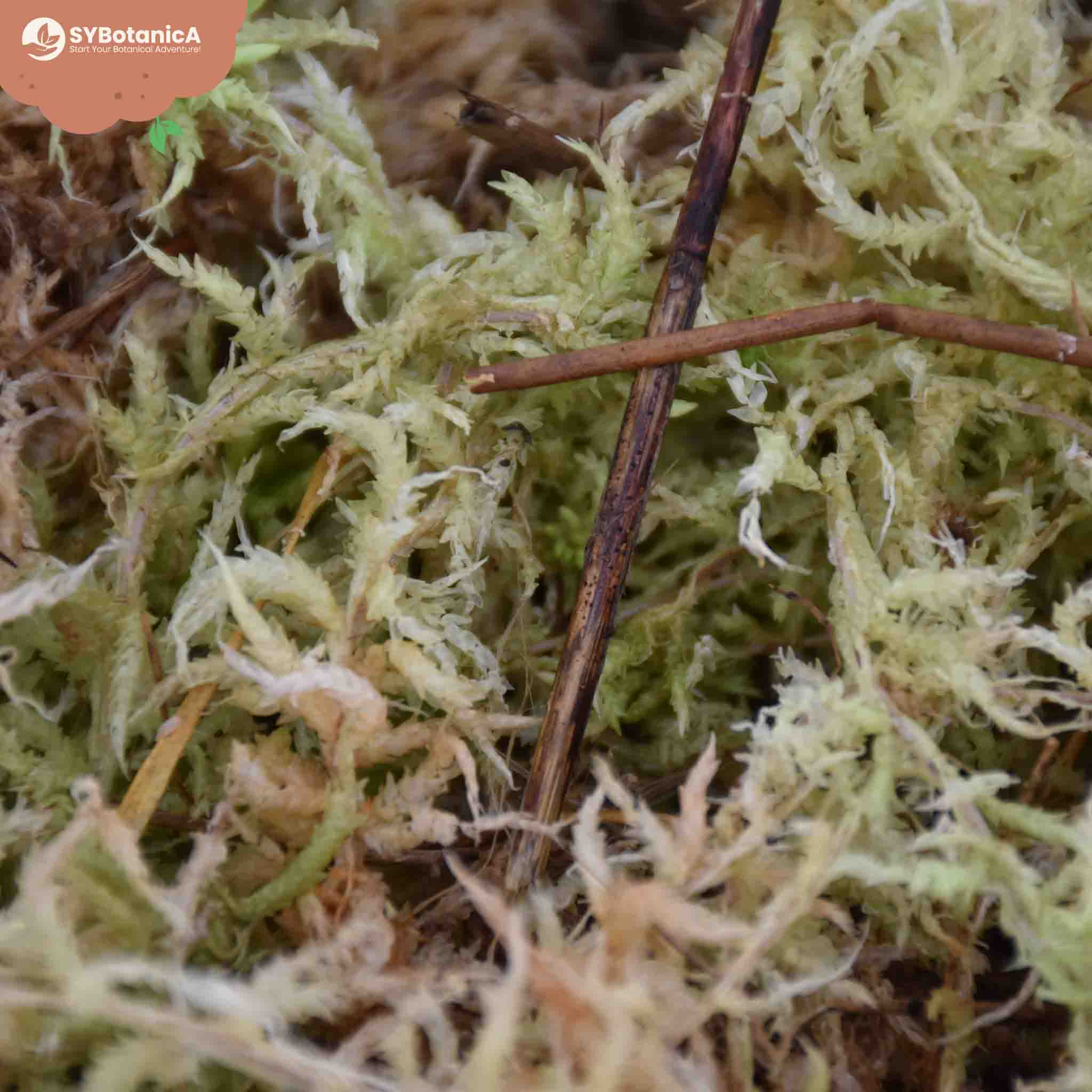 Sphagnum Moss - Image 7