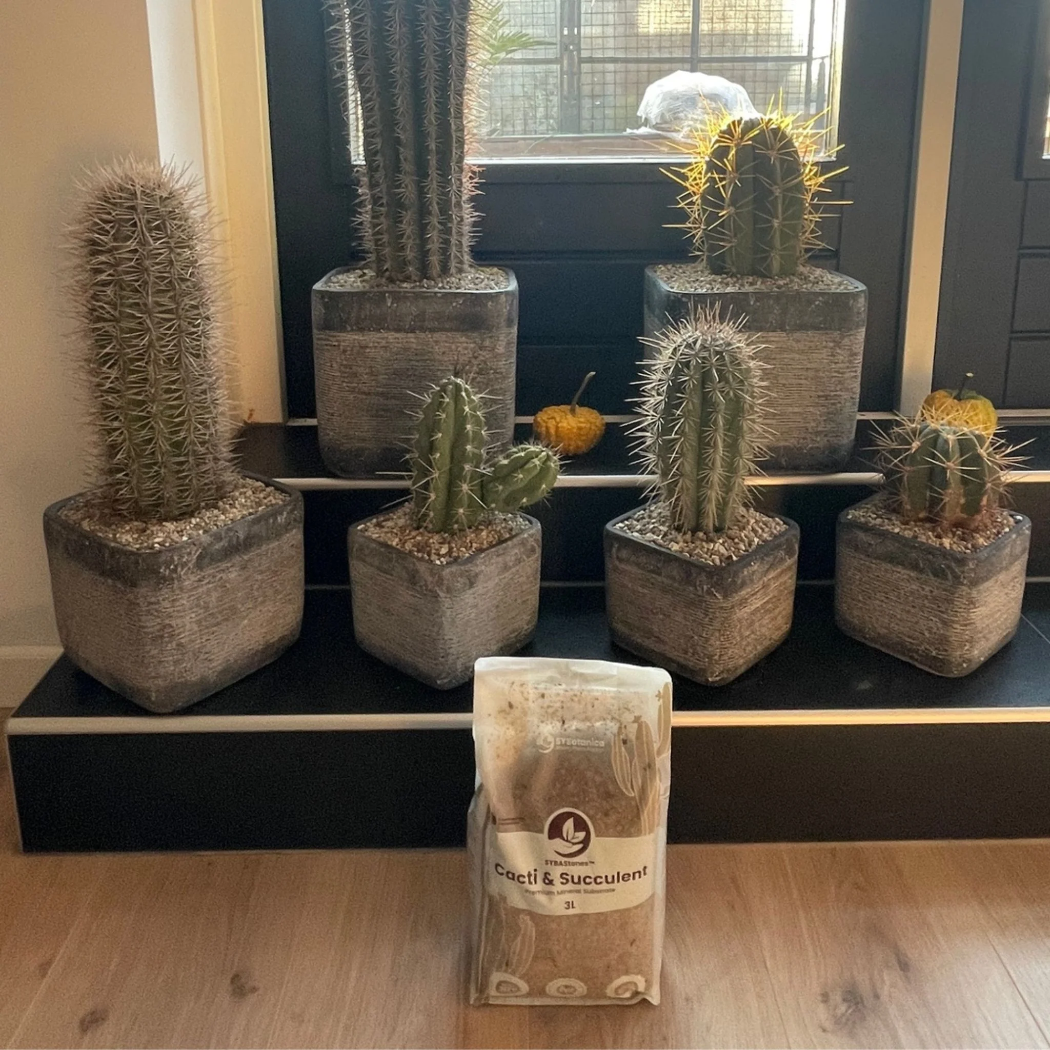 Cacti & Succulent Mineral Mix - Image 4