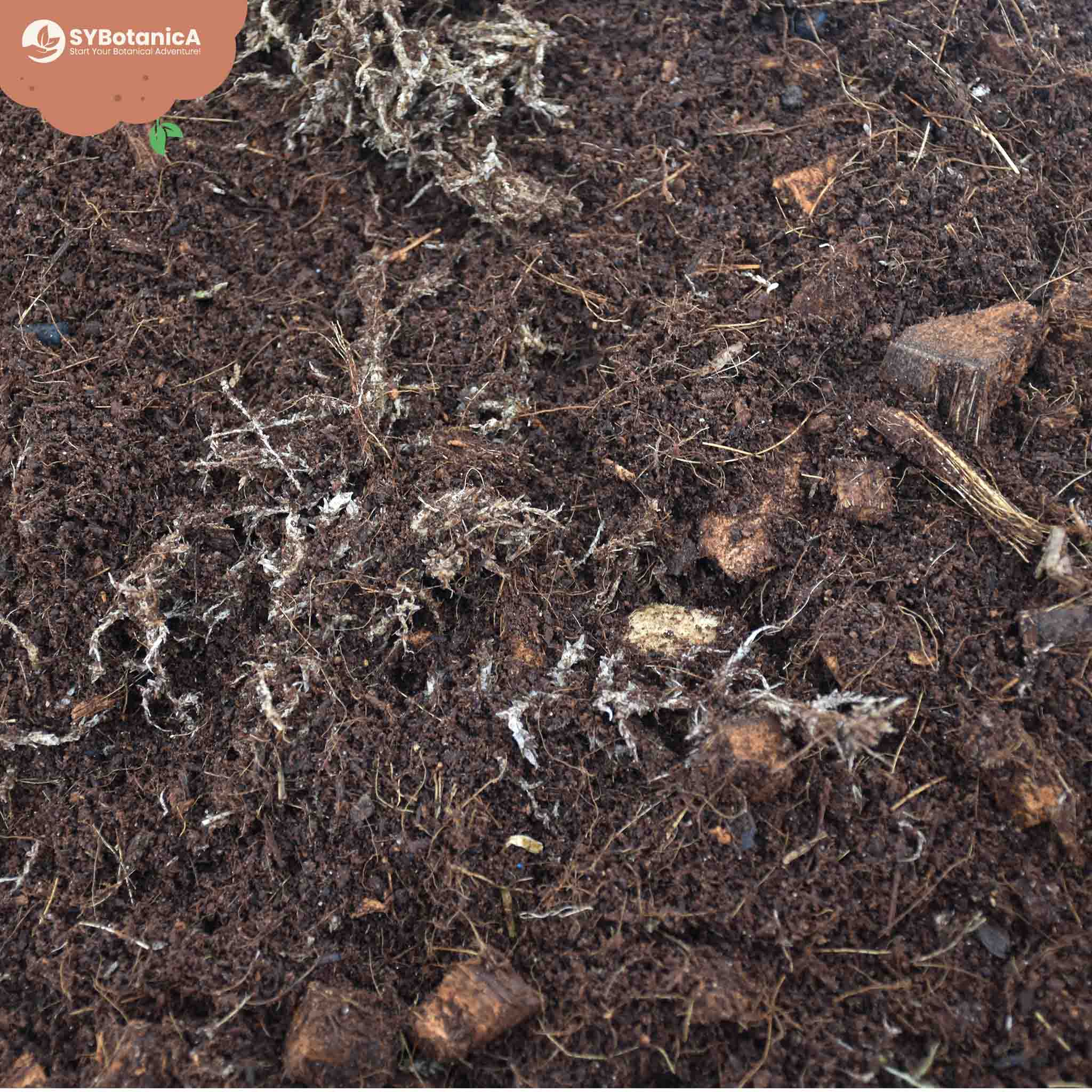 Terrarium Mix - Image 4