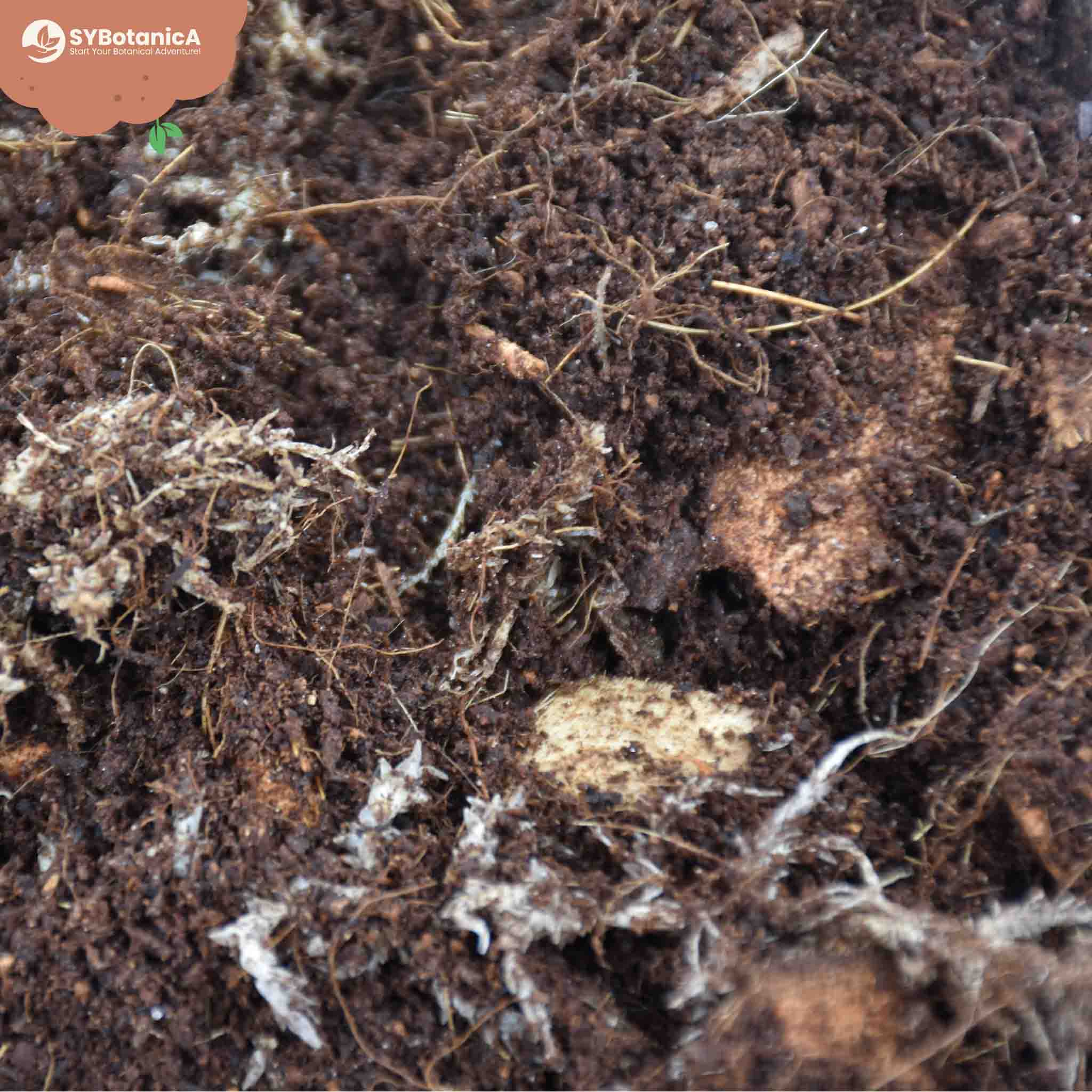 Terrarium Mix - Image 6