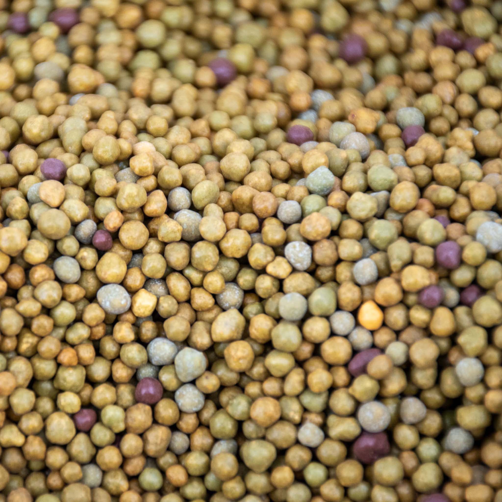 Tropical Slow-Release Plant Food - Image 3